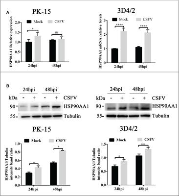 HSP90AA1 interacts with CSFV NS5A protein and regulates CSFV replication via the JAK/STAT and NF-κB signaling pathway